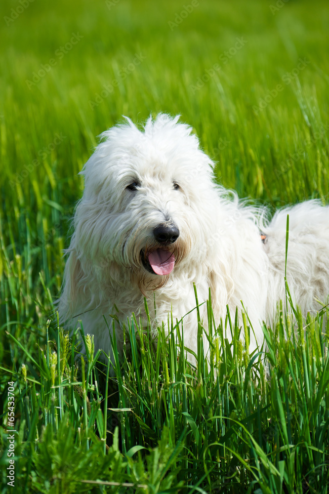Labradoodle Labradoodle