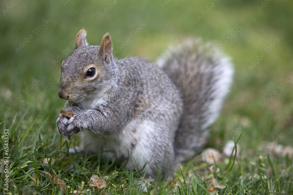 Grey tree squirrel feeding on the ground Grey tree squirrel feeding on the ground