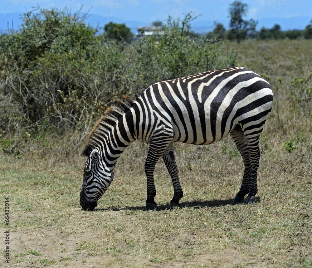 Obraz premium Zebra