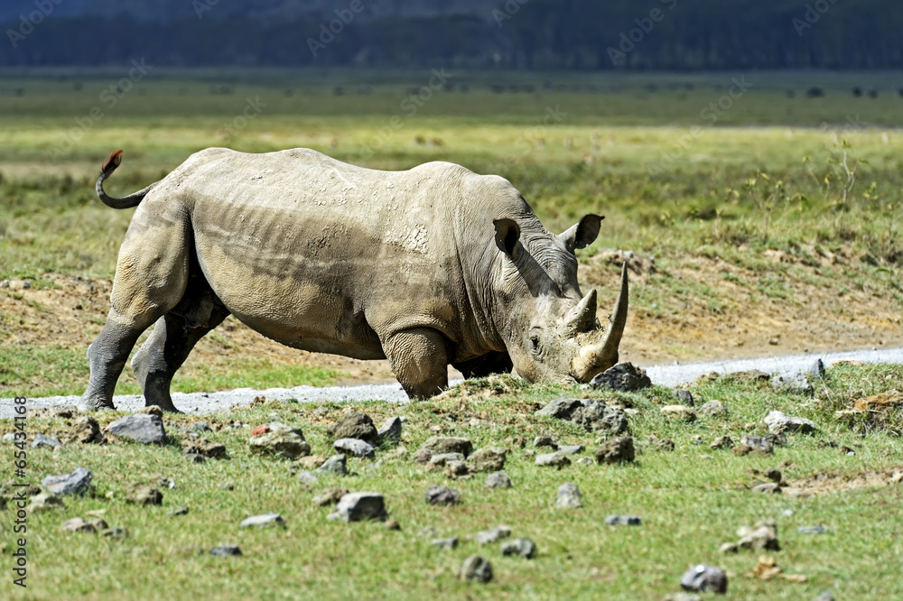 Obraz premium Rhino