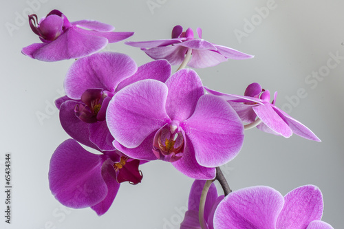 Orchidee - Phalaenopsis