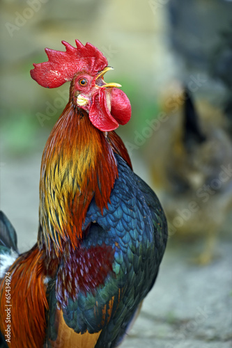 Obraz na płótnie Rooster w salonie