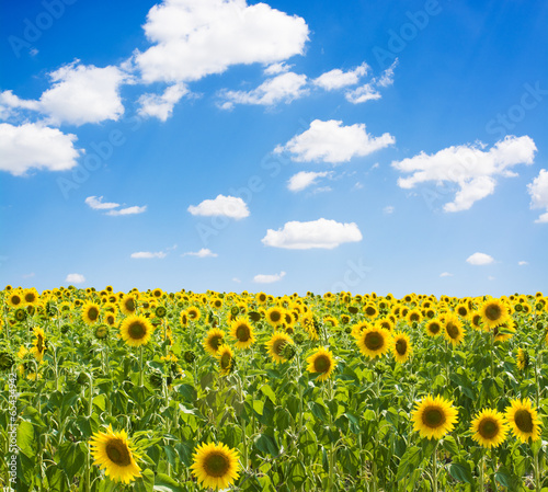 Fototapeta Naklejka Na Ścianę i Meble -  Sunflower Farm