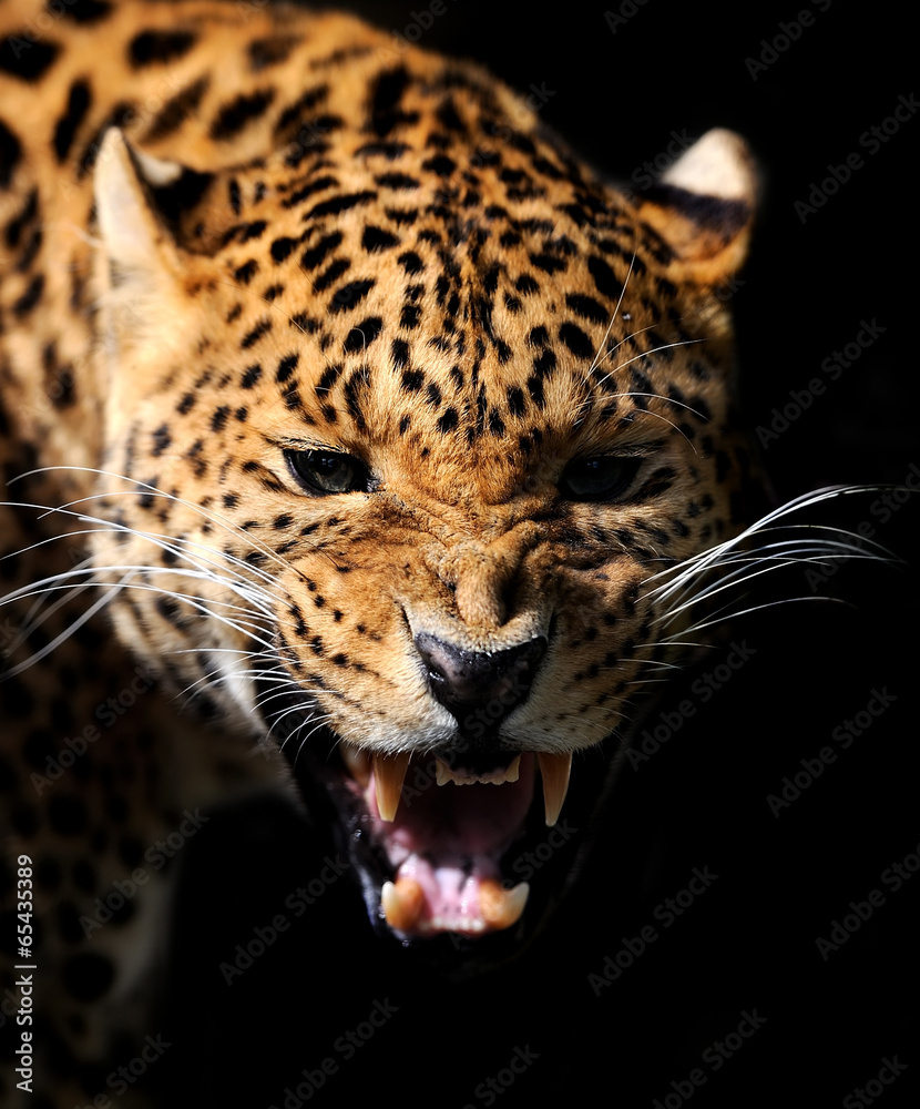 Obraz premium Leopard