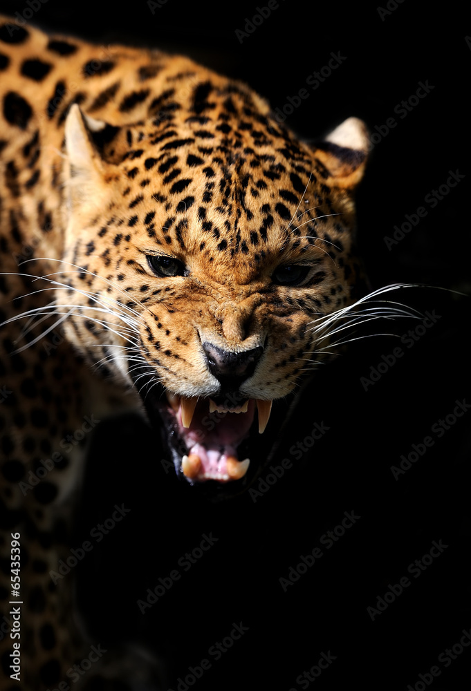 Fototapeta premium Leopard