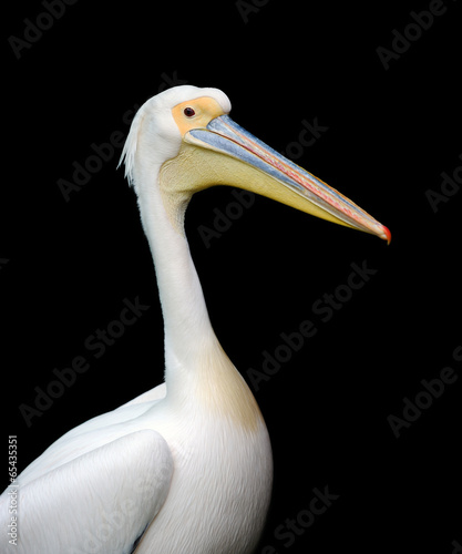 Portrait of a European white pelican