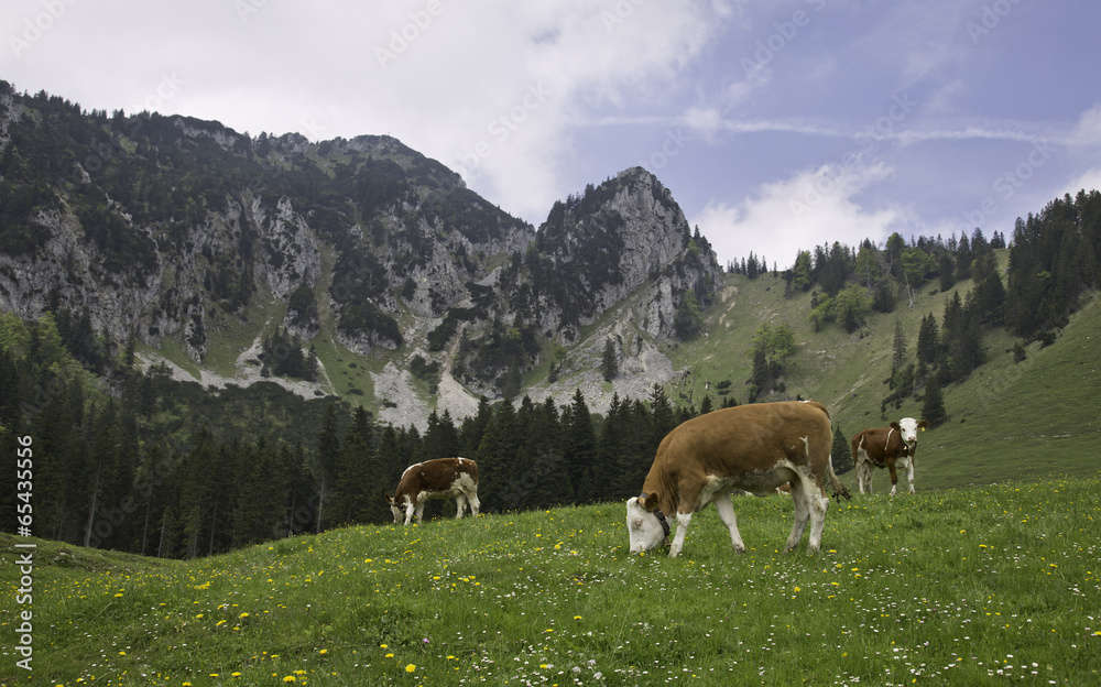 kühe unter der hochsalwand mit lechner köpfl