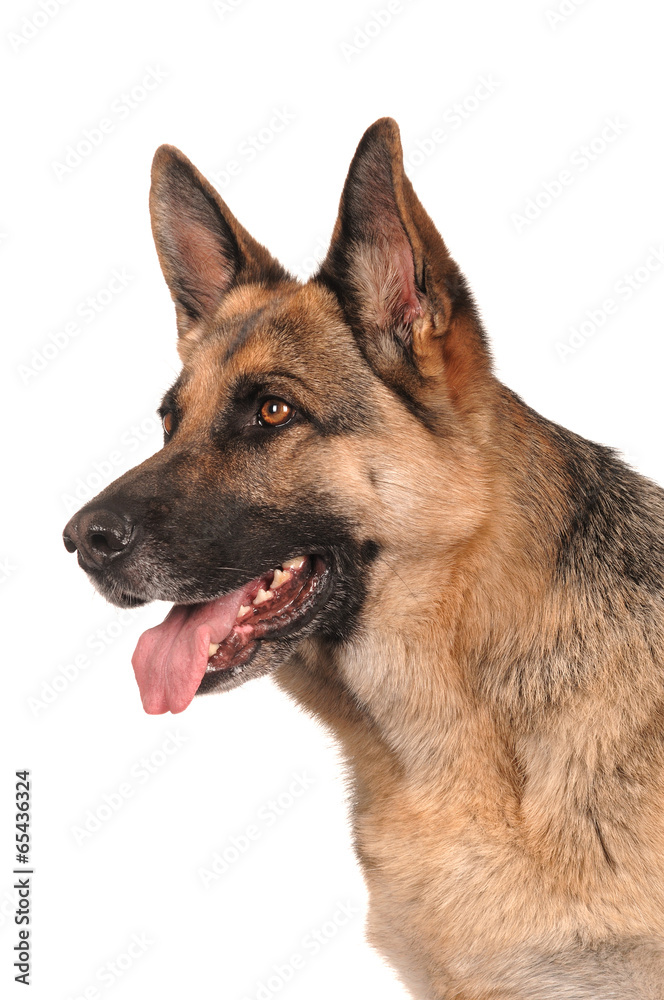 Deutscher Schäferhund Kopfportrait