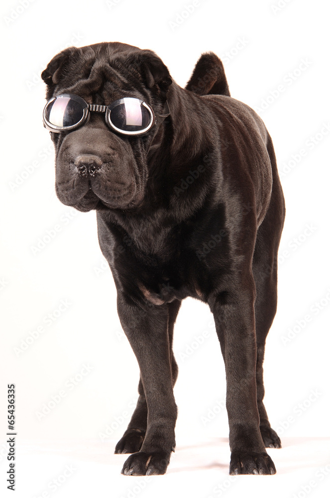Sharpei schwarz mit Sonnenbrille stehend