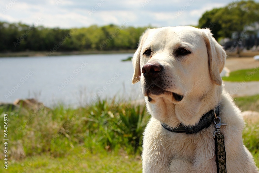 Costal Dog