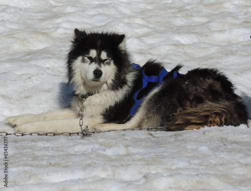 chien de traineaux photo