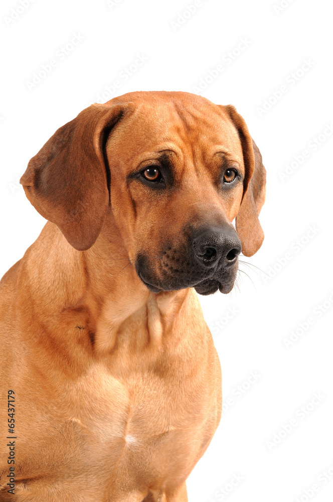 Rhodesian Ridgeback Rüde Portrait