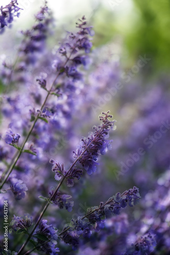Close up image of wild lavender plant landscape with shallow dep