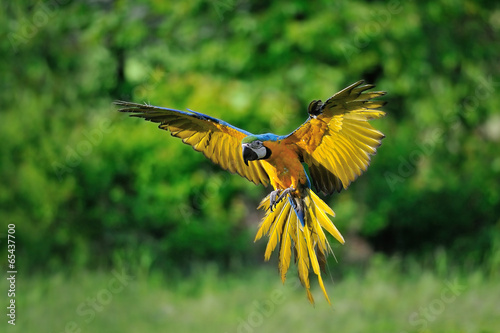 Landing blue-and-yellow Macaw - Ara ararauna