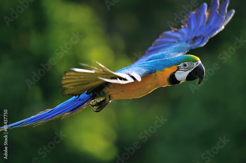 Flying blue-and-yellow Macaw - Ara ararauna