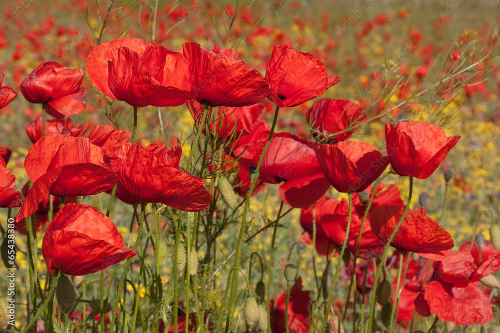 Fototapeta premium Blüten des Klatschmohns (Papaver rhoeas, Red poppies)