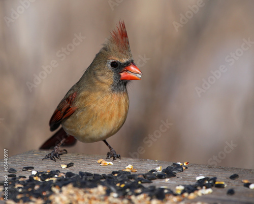 Female Cardinal on a Bird Feeder © Chris Hill