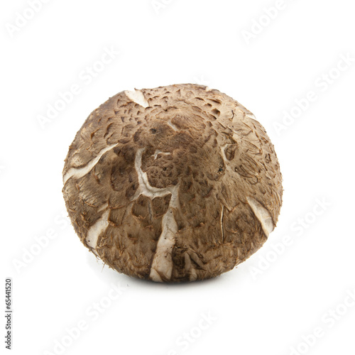 Fresh shiitake mushroom © onairjiw