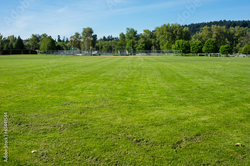 Freshly mown grass or turf