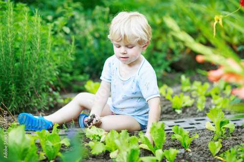 Happy little blond boy picking salad in a garden.