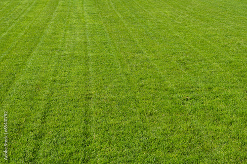 Freshly mown grass or turf