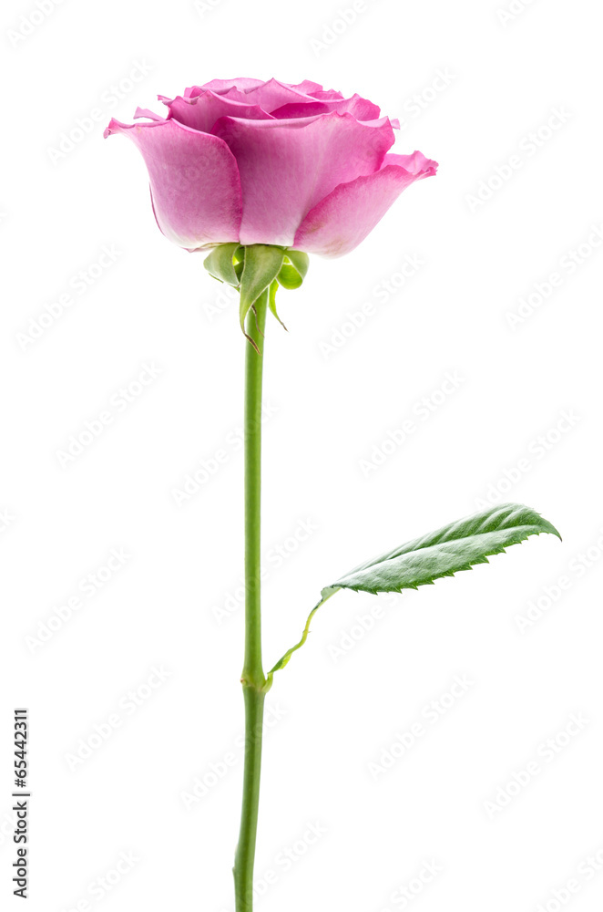 Fototapeta premium Pink rose isolated on white