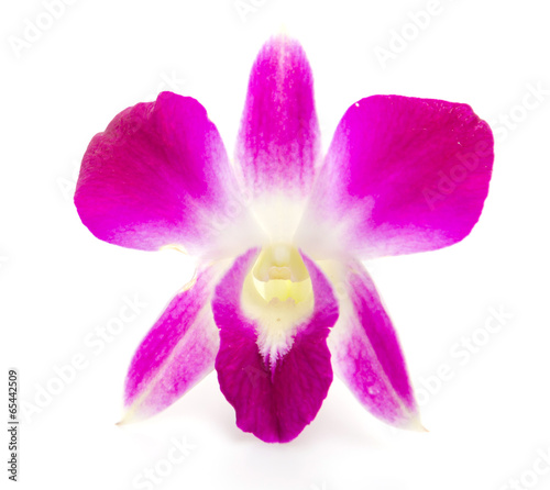 Fototapeta Naklejka Na Ścianę i Meble -  Purple orchid flower isolated white background
