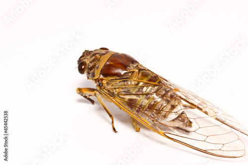the cicada on paper background