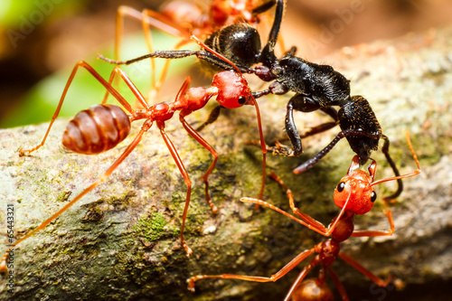 Red weaver ants teamwork