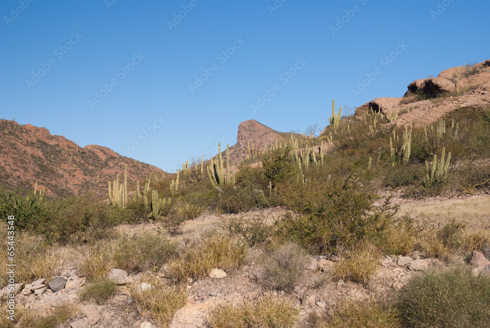 Desert Organpipe cactus Desert Organpipe cactus