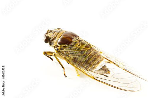 the cicada on paper background