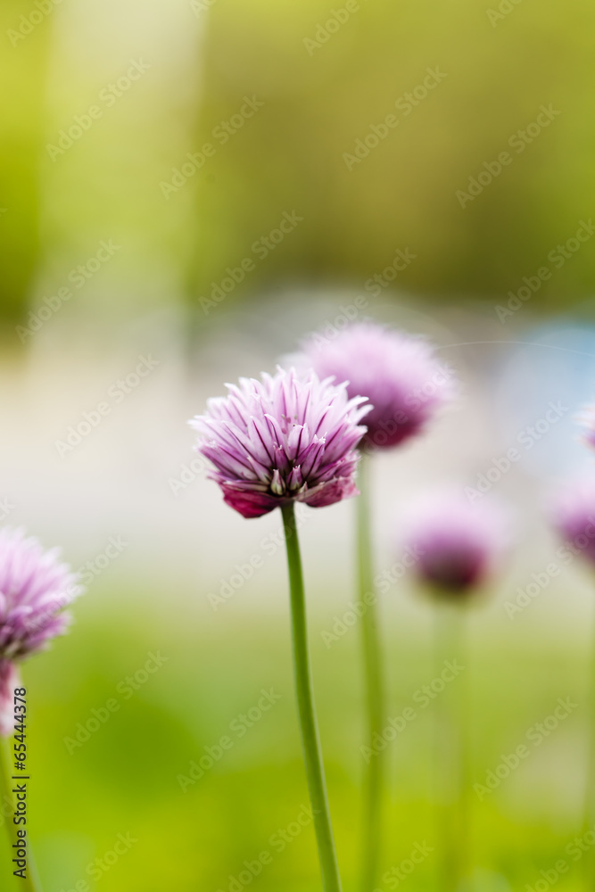 Obraz premium purple flowers