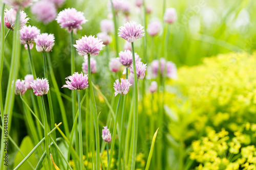 purple flowers