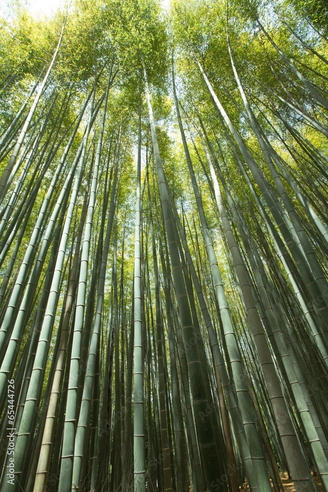 bamboo wall, high Bamboo wall forest in Arashiyama, Kyoto, Japan bamboo wall, high Bamboo wall forest in Arashiyama, Kyoto, Japan