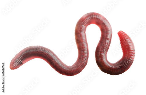 Earth worm isolated photo