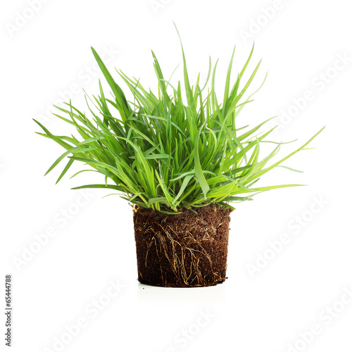 Green grass with roots isolated.