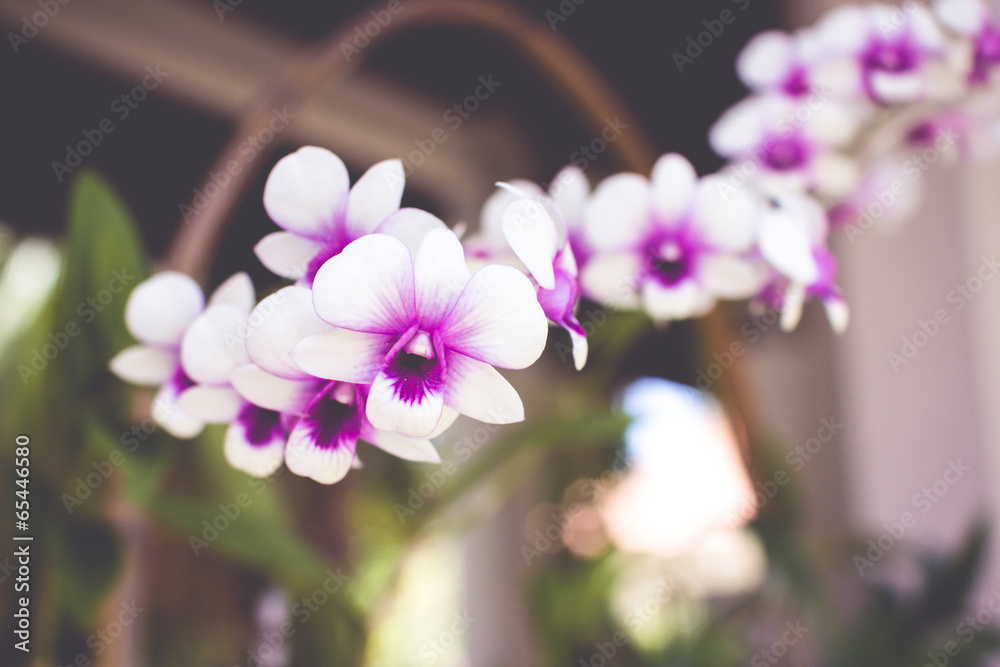 orchid orchid
