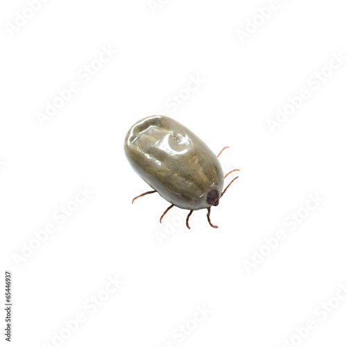 female tick on a white background