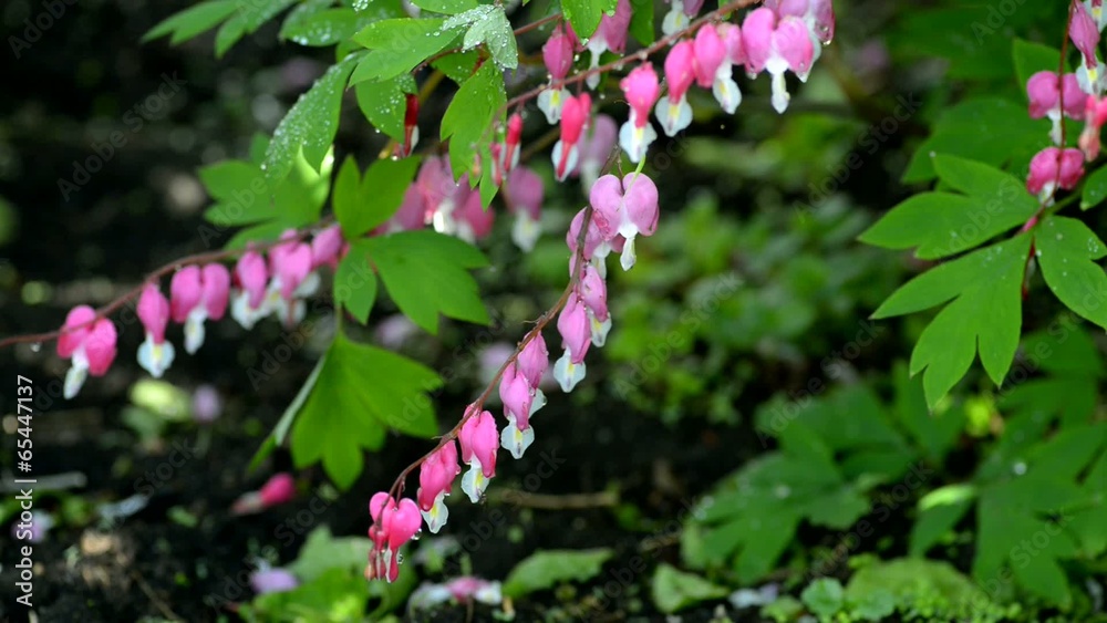 Flowers with water drops. Selective focus. Flowers with water drops. Selective focus.