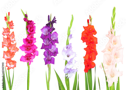 Beautiful gladiolus flower isolated on white