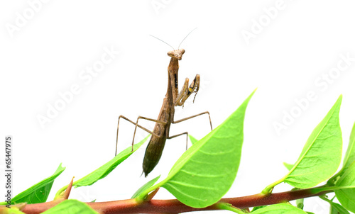Mantis. on white background
