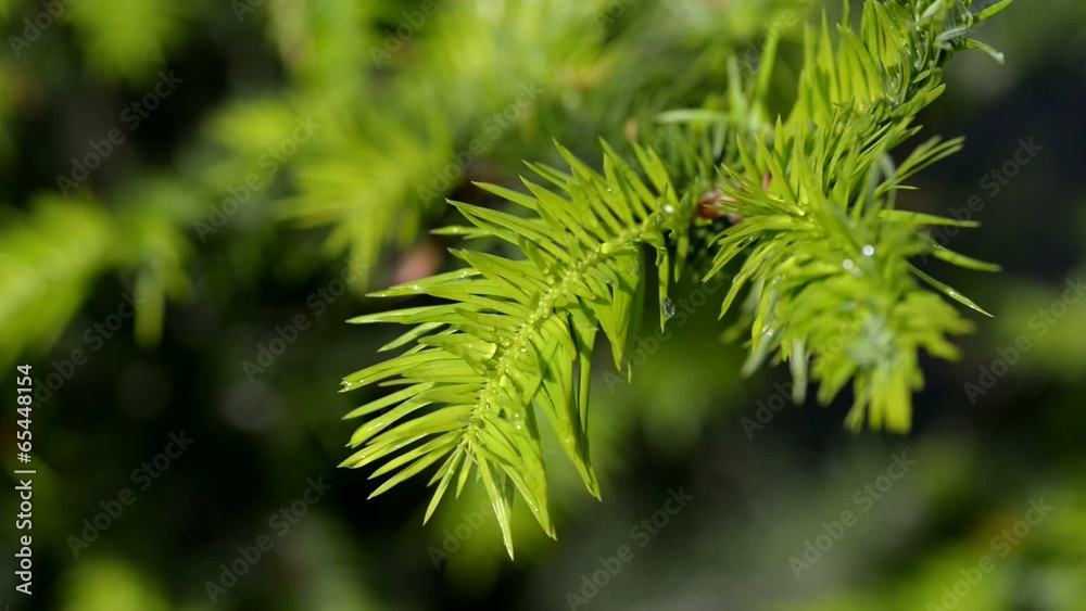 Conifer with water drops. Selective focus. Conifer with water drops. Selective focus.