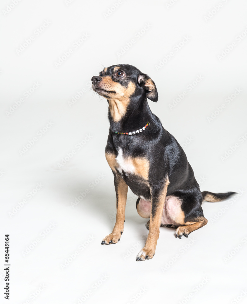 Portrait of a dog