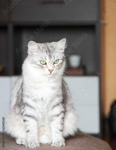 silver cat of siberian breed, adult female
