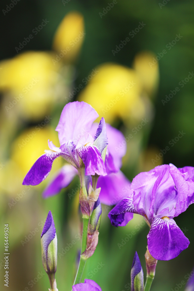 Beautiful irises, outdoors