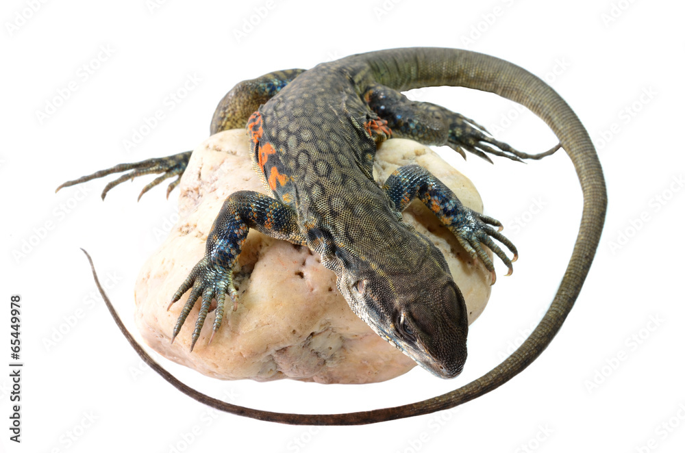 Butterfly Agama Lizard isolated on white background Butterfly Agama Lizard isolated on white background