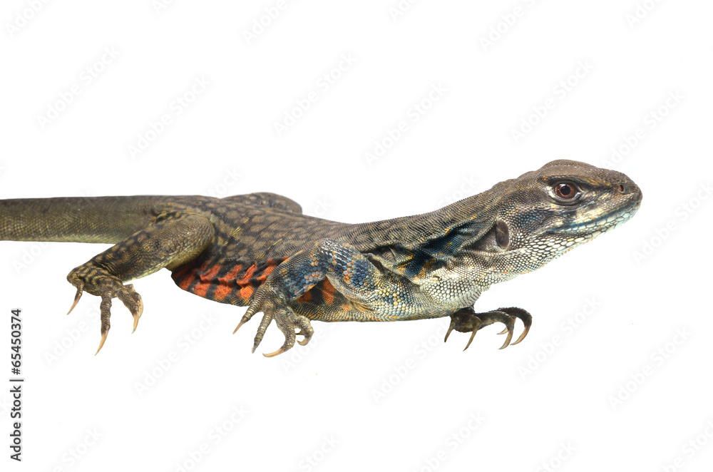 Fototapeta premium Butterfly Agama Lizard isolated on white background