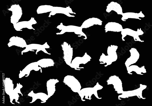 fourteen squirrels isolated on white