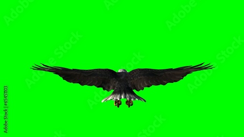 bald eagle in flight  - green screen
