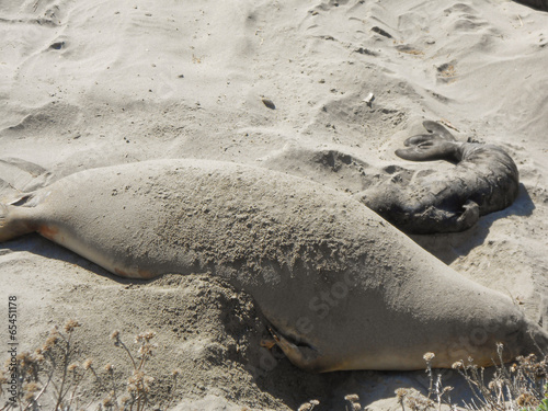 Elephant seals colony